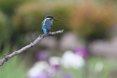 花菖蒲