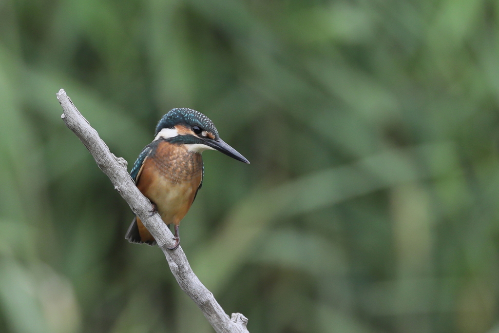 チビカワちゃん３