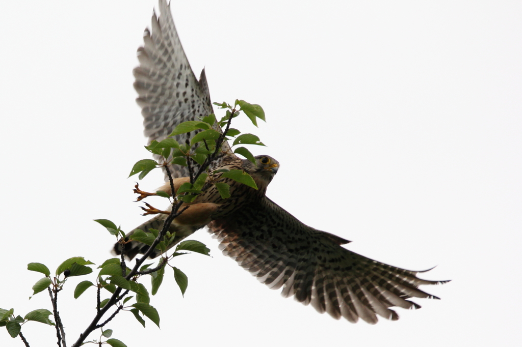 チョウゲンボウ