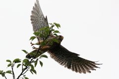 チョウゲンボウ