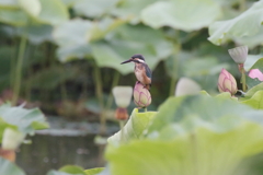 はっぱのかげ