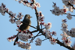 ウメヒヨ
