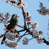 ウメヒヨ
