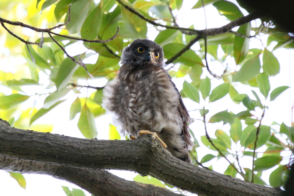 チビズクちゃん２
