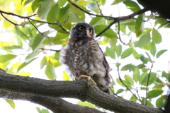 チビズクちゃん２