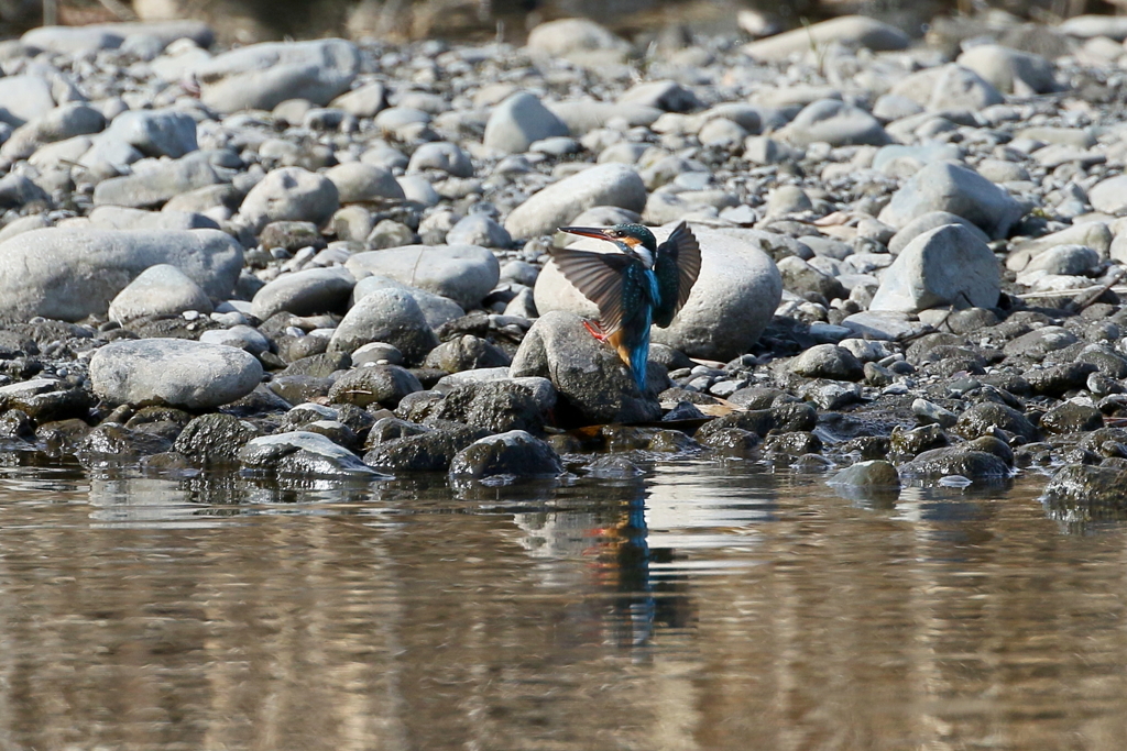 今日のカワちゃん