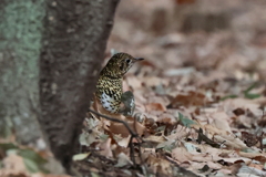 トラちゃん