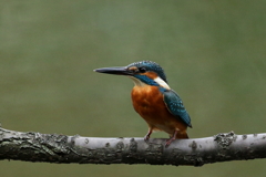 今日のカワセミ