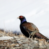 雪キジ２