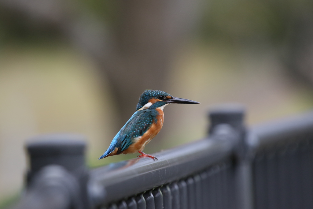 本日のカワセミ