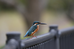 本日のカワセミ