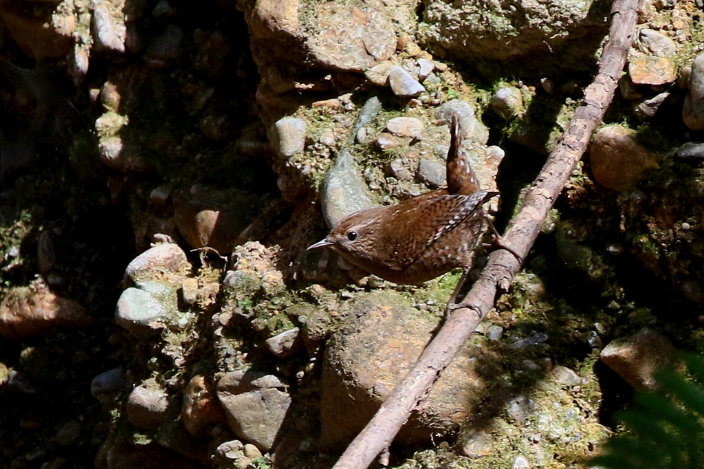 ミソサザイさん１