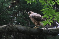 オオタカ幼鳥