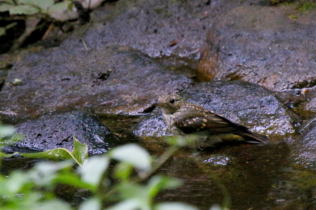 ちびタキちゃん３