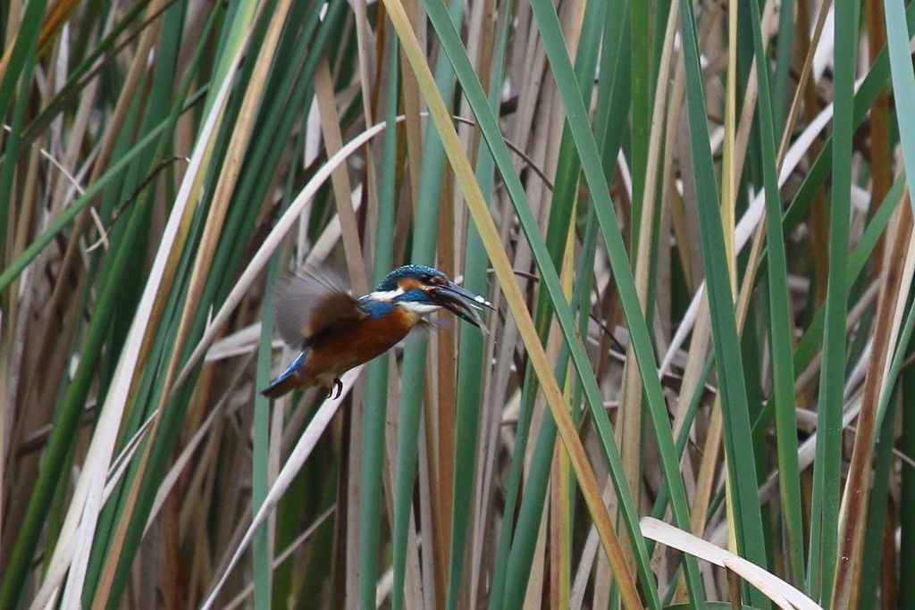 食べかけ その２