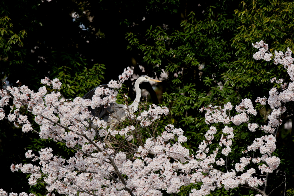 桜アオサギさん