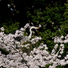 桜アオサギさん