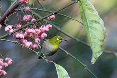 マユミとメジロ２