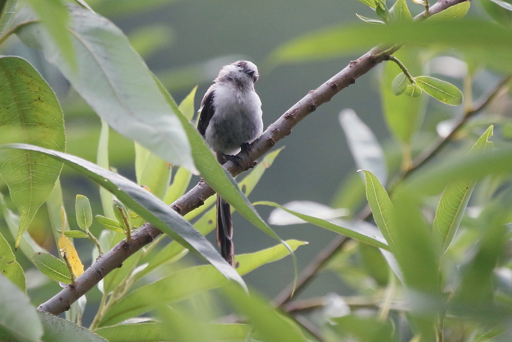 エナガちゃん２