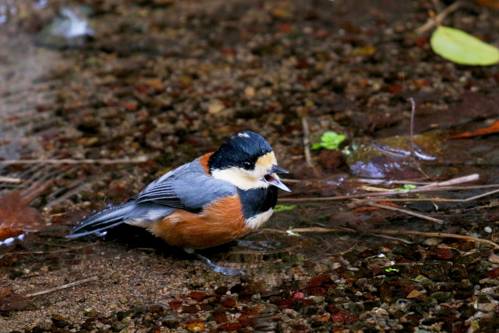 ヤマガラさん３
