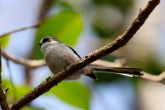 エナガちゃん３