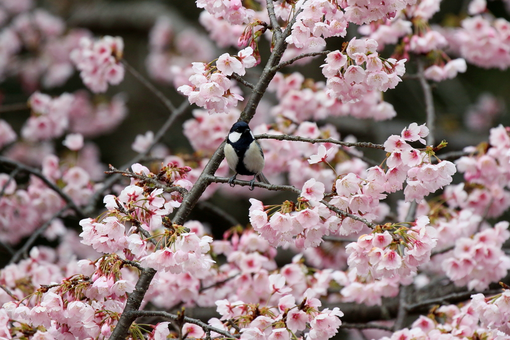 桜シジュウカラ