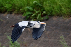 アオサギさん３