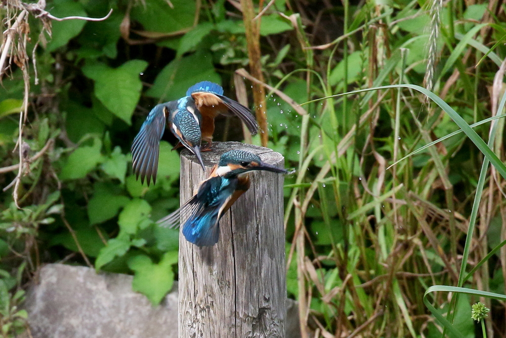 チビカワきょうだい