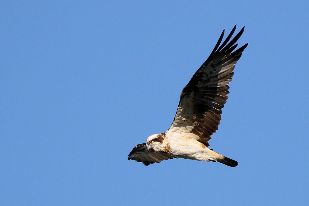 青空ミサちゃん１