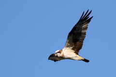 青空ミサちゃん１