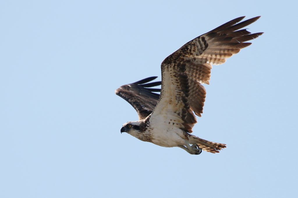 青空ミサゴさん１