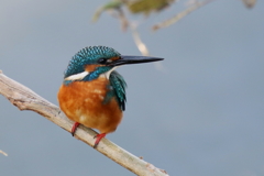 今日のカワ男君