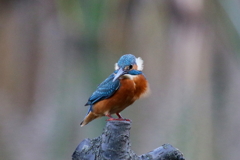 今日のカワちゃん２