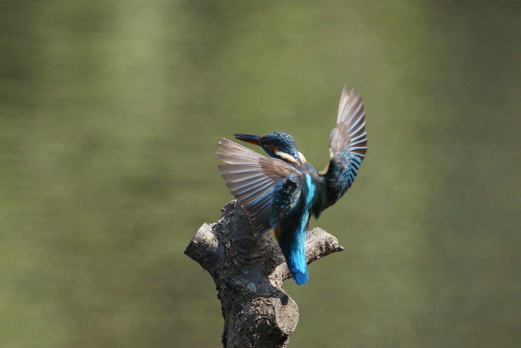 おかえり、こんにちは