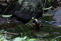 ヤマガラさん