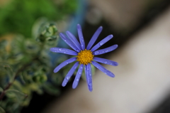 雨上がり花