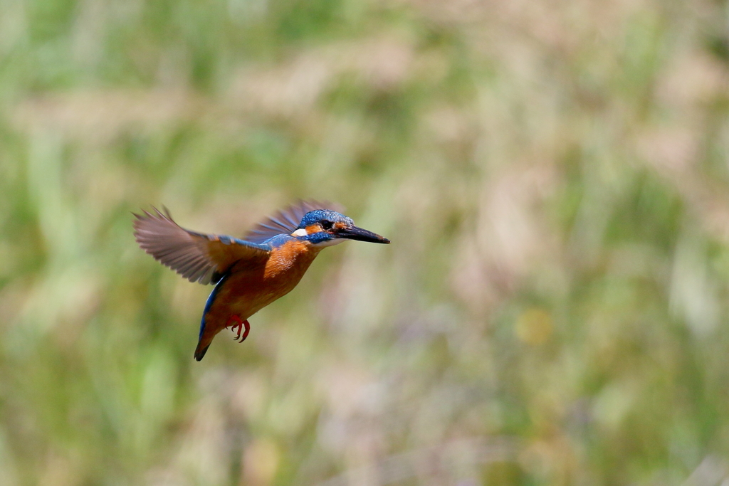 パパセミホバ２