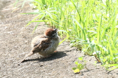 すずめちゃん３