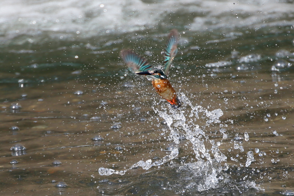 ママセミさん３