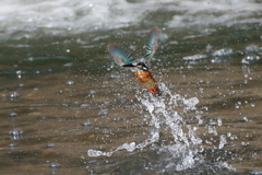 ママセミさん３