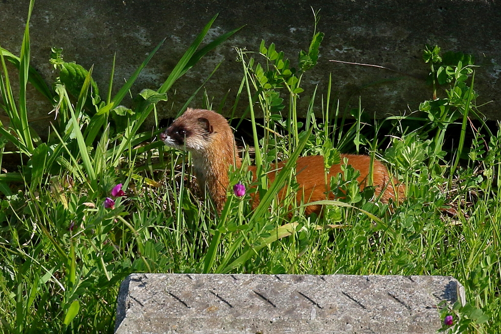 イタチさん３