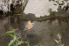 チビカワ 飛び込み練習中