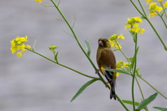菜の花とカワラちゃん