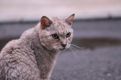 外ネコ