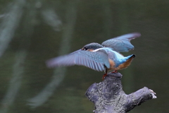 若セミ ふみはづし