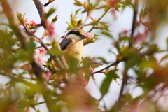 葉桜モズ