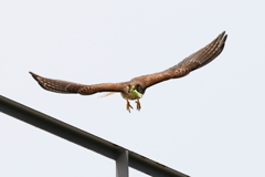 チョウゲンママ１０