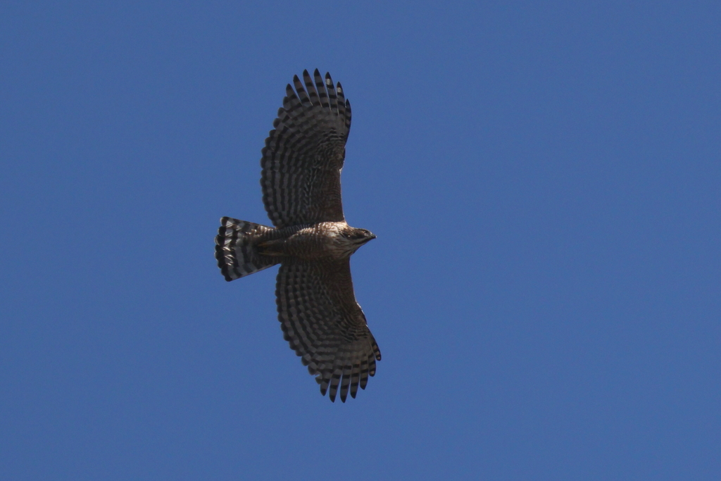 空のクマさん２号