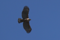 空のクマさん２号