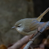 ウグイス君２